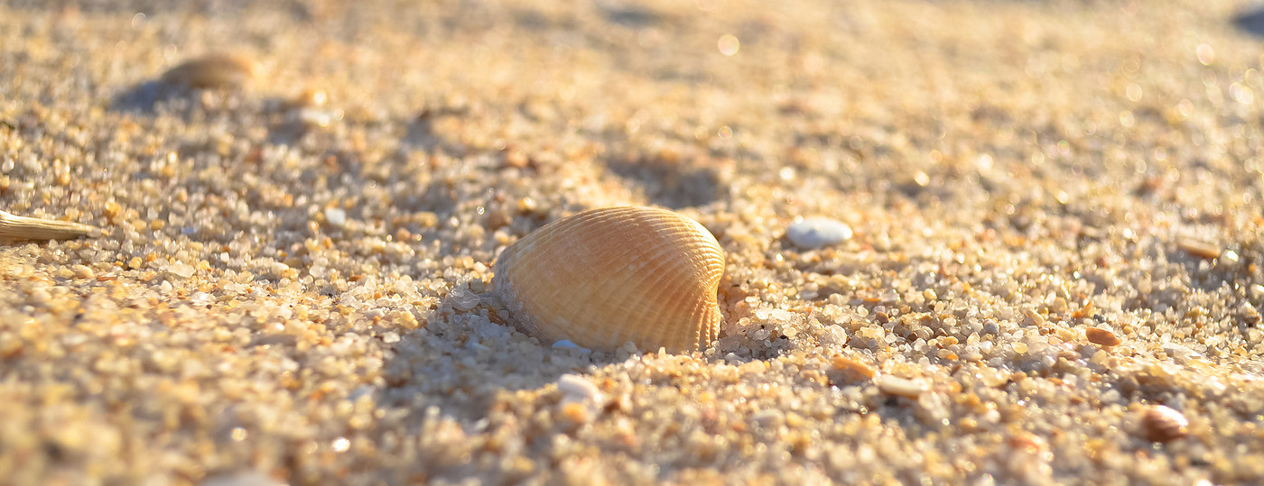 grande plano de uma concha na areia da praia
